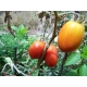Tomate Roma / Solanum Lycopersicum L. var. roma 100 semillas