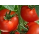 Tomate 3 Cantos / Lycopersicon lycopersicum 100 Seeds