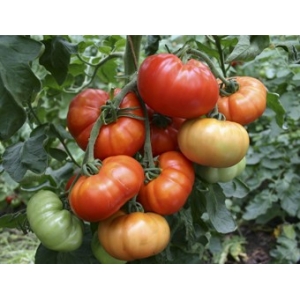 Tomate Marmade / Solanum lycopersicum 100 Semillas