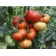 Tomato Marmade / Solanum lycopersicum 100 Seeds
