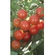  Tomato Cherry  / Lycopersicum pimpinellifolium L. 100 Seeds