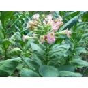 IZMIR Tabaco oriental 500 semillas (Nicotiana tabacum var. Izmir)