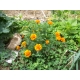 Tagetes patula / French Marigold 30 Seeds