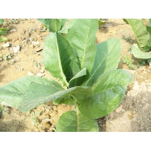 TN 90 Burley tabaco  ( nicotiana tabacum ) +500 semillas