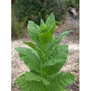 BASMA tabac oriental  (nicotiana tabacum var. Basma) +500 graines