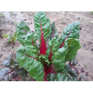Acelga penca roja Rhubarb chard 30 semillas