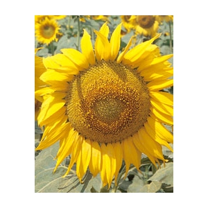 Sunflower for pipe (Helianthus annuus) 30 seeds