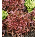 Lettuce red salad bowl 100 seed
