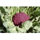 Cauliflower purple Sicilian 100 seeds