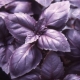 Basil purple 'red rubin' 50 seeds