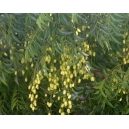 Azadirachta indica (Árbol del neem) 25 semillas