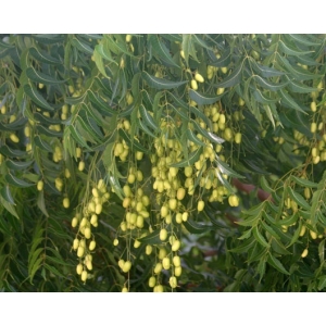 Azadirachta indica (neem) 25 graines 