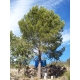 Pinus halepensis (Pino carrasco) 25 semillas